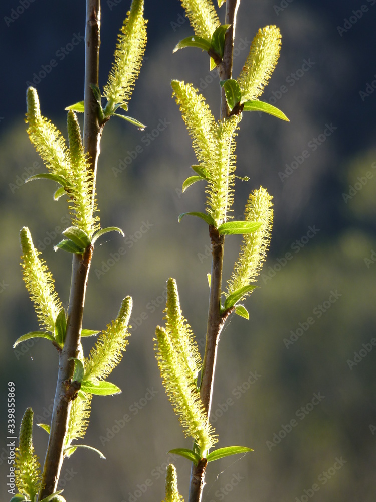 Detail of willow Salix sp. branches with blooming male catkins in spring with dark blue and green background Detail of willow Salix sp. branches with blooming male catkins in spring with dark blue and green background