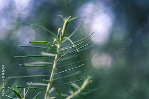 Green plant branch