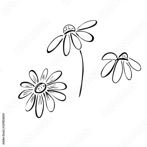 Set of daisy flowers in doodle style. sketch in black lines. Vector illustration isolated on white background.