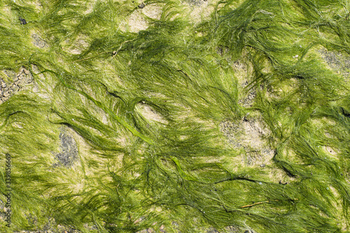 Rock covered with seaweed