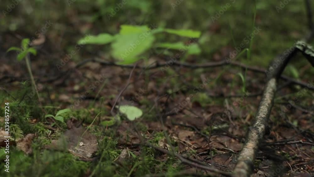 Camera slowly moves with leg in a man’s black suit and boots walking through the forest and steps on a branch.
Camera slowly moves with leg in a man’s black suit and boots walking through the forest and steps on a branch.