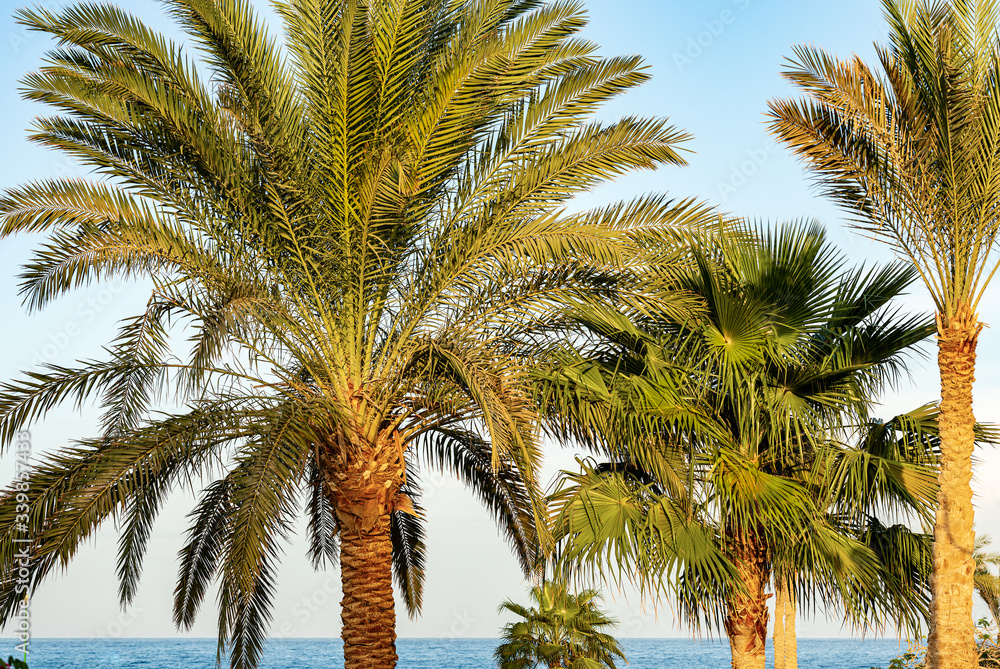 Group of palm trees in the coastline of the Red Sea with clear sky. Egypt, Africa