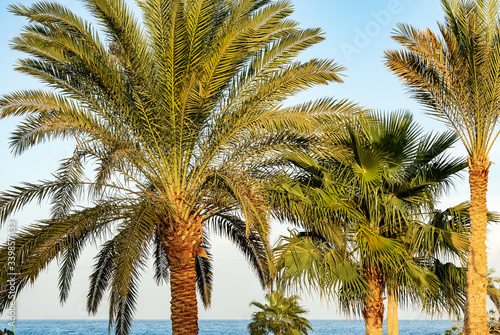 Group of palm trees in the coastline of the Red Sea with clear sky. Egypt  Africa