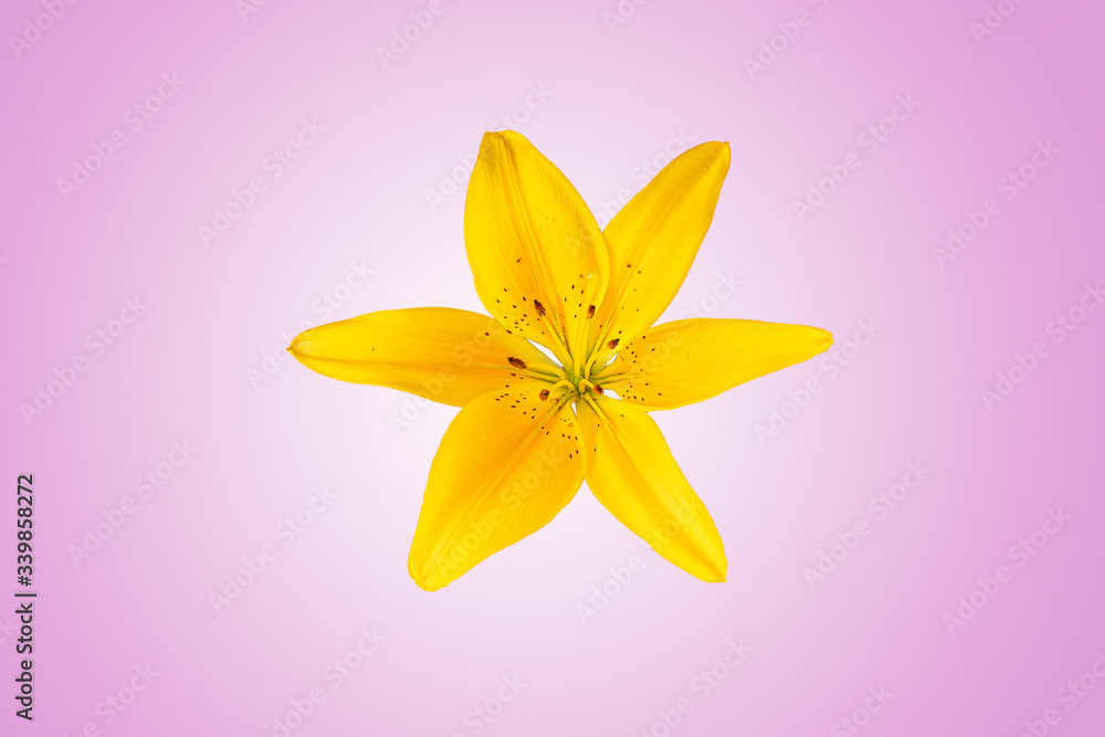 single lily bloom with colored background single lily bloom with colored background