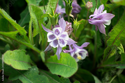 violet flowers in the garden