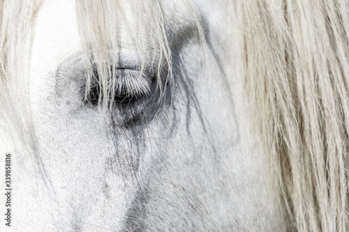 Close up of a white horse on the Wild Atlantic Way, Donegal, Ireland