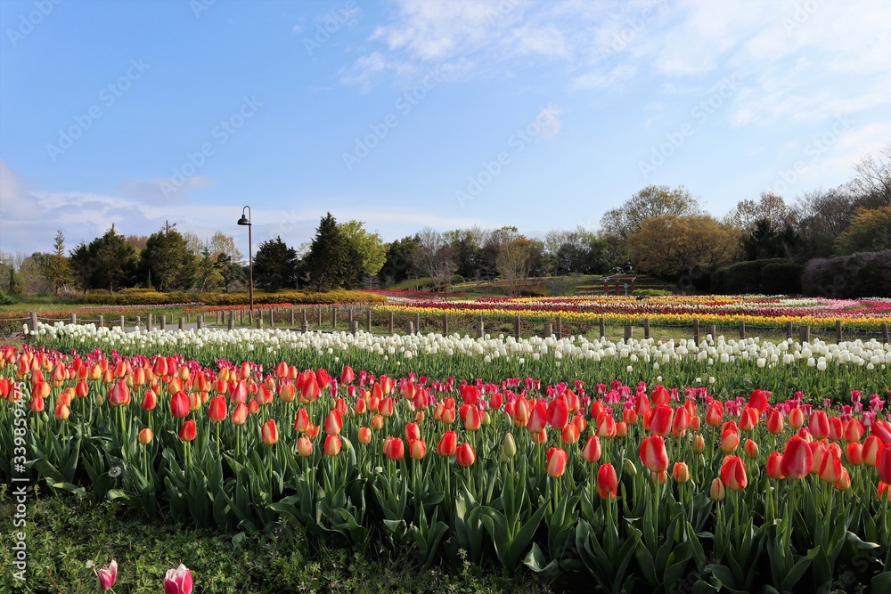 馬見丘陵公園 チューリップ畑 馬見丘陵公園 チューリップ畑