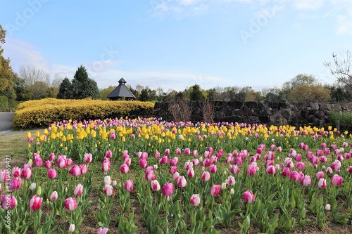 馬見丘陵公園 チューリップ畑