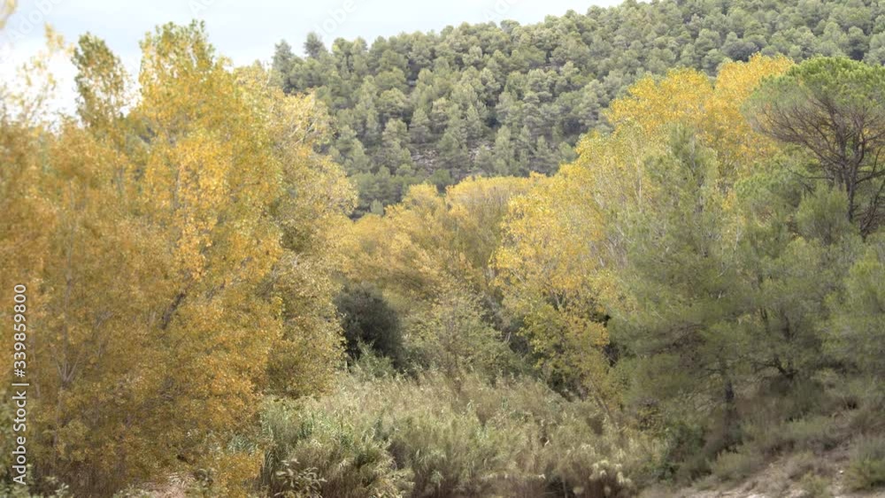 Trees with yellowish leaves moved by the wind. Autumn concept Trees with yellowish leaves moved by the wind. Autumn concept