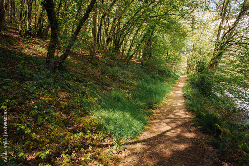 Sentier et chemin forestier dans la forêt © david
