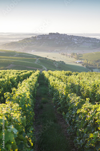 Vineyards surrounding the village of Sancerre, France.