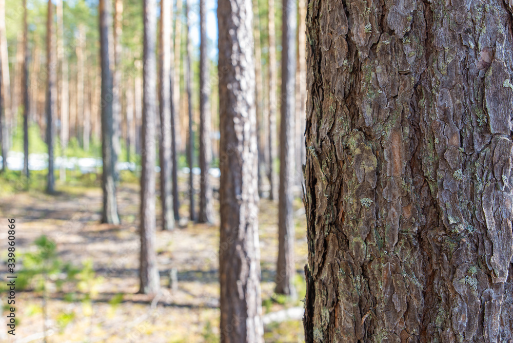 Fototapeta premium Pine trunk close-up on a background of spring forest