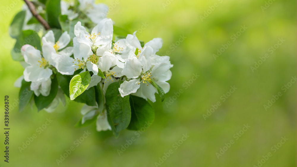 Blossom branch of apple tree on a light green yellow natural background. Blooming orchard, white petal fruit tree flower Blossom branch of apple tree on a light green yellow natural background. Blooming orchard, white petal fruit tree flower