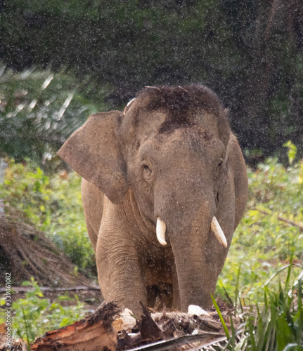 Borneo Pigmy Elephant 