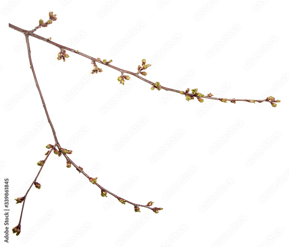 Cherry tree branch on an isolated white background. Fruit tree sprout with leaves isolate. Cherry tree branch on an isolated white background. Fruit tree sprout with leaves isolate.
