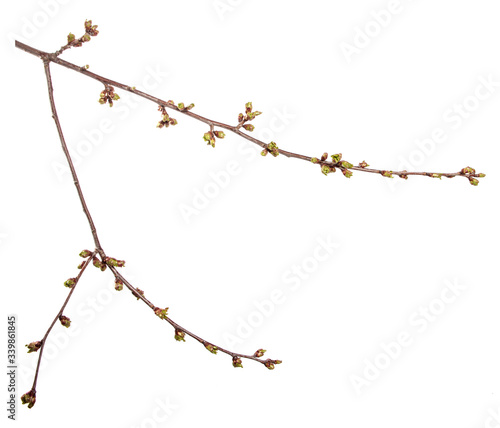 Cherry tree branch on an isolated white background. Fruit tree sprout with leaves isolate.