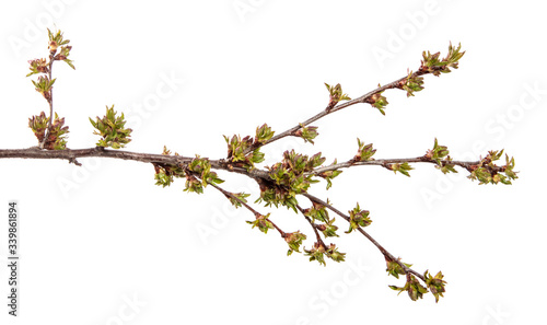 Cherry tree branch on an isolated white background. Fruit tree sprout with leaves isolate.