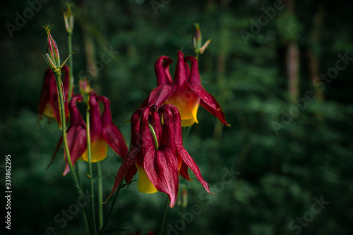 Flowers Aquilegia oxysepala, Ranunculaceae photo