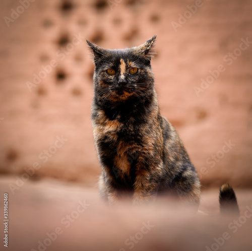 Street cat Portrait in the city of Shiraz in Iran