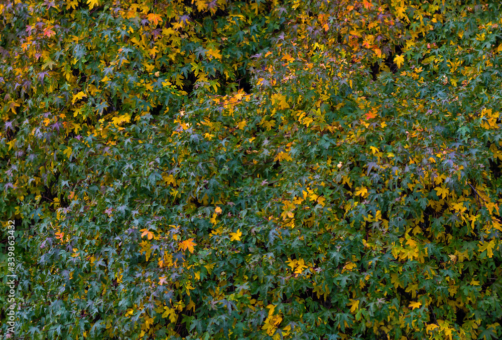 Obraz premium field of colorful leaves