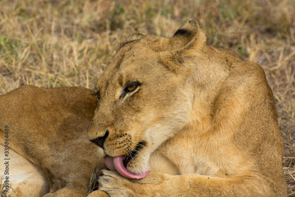 Portrait of a young female lion (Panthera leo) taken in the Sabi Sands, South Africa Portrait of a young female lion (Panthera leo) taken in the Sabi Sands, South Africa