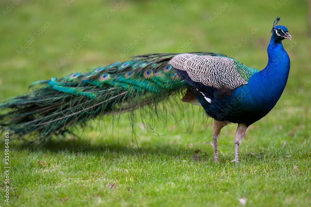 Fototapeta premium Beautiful peacock on green grass