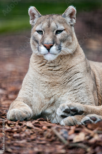 Portrait of a cougar (Puma concolor) looking straight while standing on wooden pieces