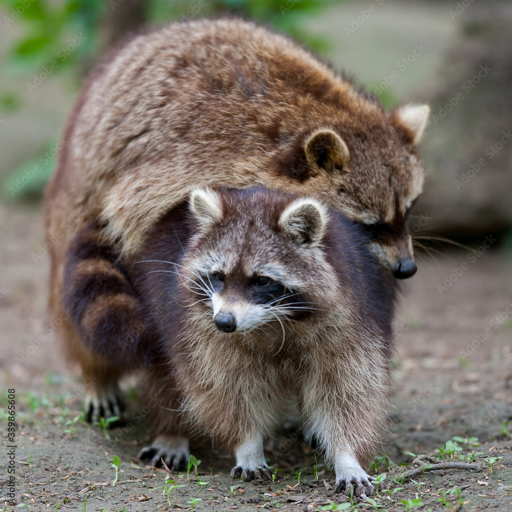 Two raccoons (Procyon lotor) mating