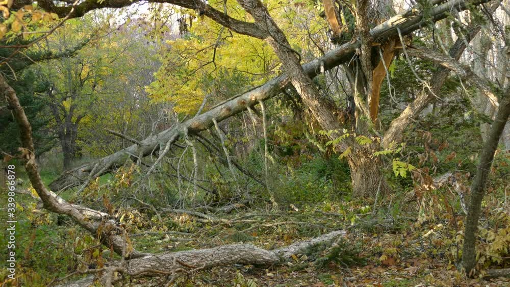 Nature takes over after disaster as birds take advantage of fallen tree Nature takes over after disaster as birds take advantage of fallen tree
