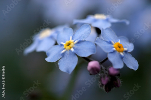 Forget-me-not flower macro on a neutral background. Blooming flowers nature background © Mircea Rosca