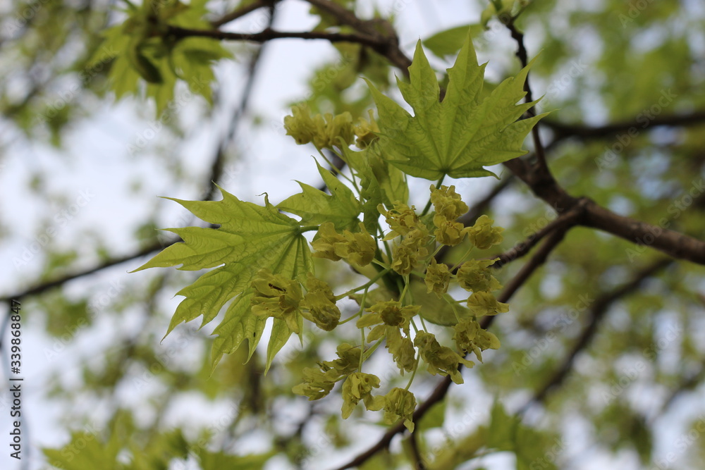 Yellow flowers bloom on maple in spring.
Yellow flowers bloom on maple in spring.