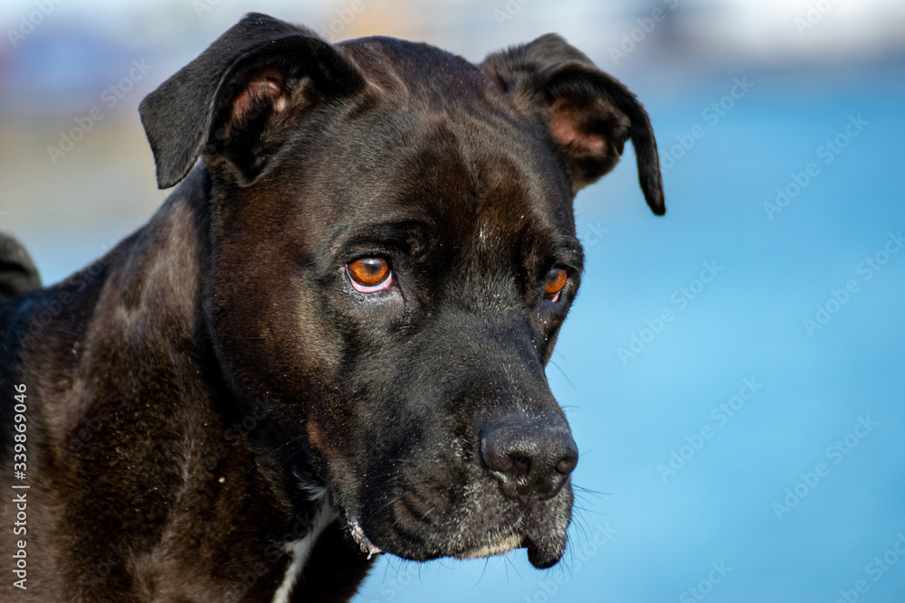 portrait of a black pitbull dog