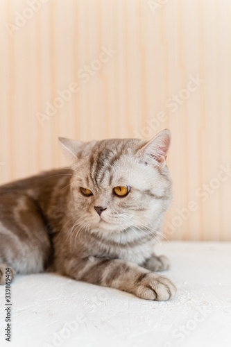 Fototapeta Naklejka Na Ścianę i Meble -  a beautiful British cat with yellow eyes looks forward, directly into the camera, a cat on a neutral backgroun