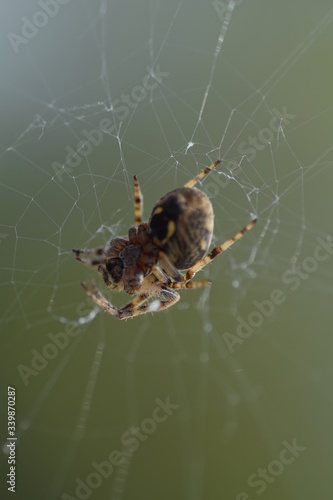 spider on the web