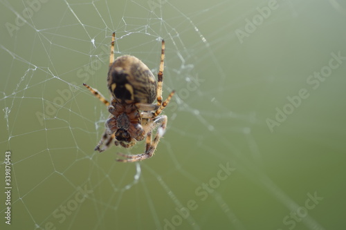 spider on the web