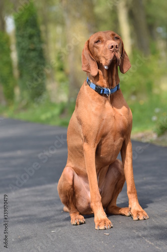portrait of a brown dog
