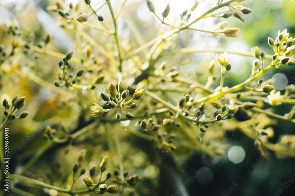 Fototapeta premium Avocado tree blooming