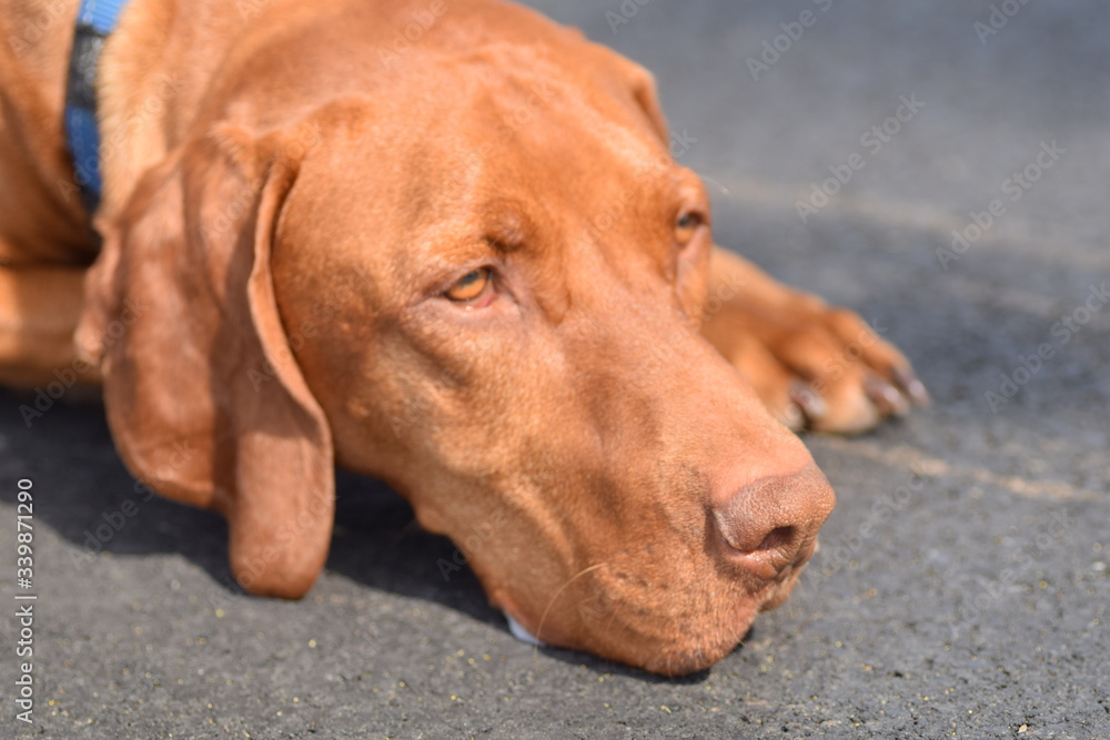 portrait of a brown dog