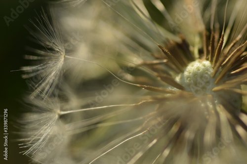 close up of dandelion seeds