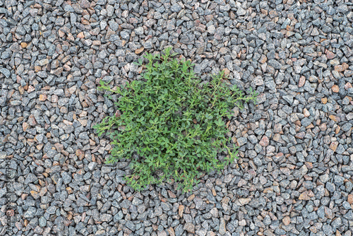 Alfalfa, clover that sprouts through a rubble stones to the surface. Large crushed stone for construction and repair work. Crushed stone scattered on the ground. Background, texture.