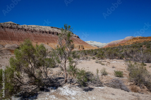 Colored mountains of Aktau in Kazakhstan among saxaul bushes.