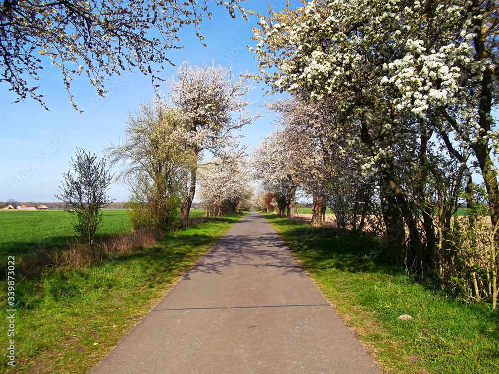 Kirschblütenallee im Frühjahr in der Uckermark Kirschblütenallee im Frühjahr in der Uckermark