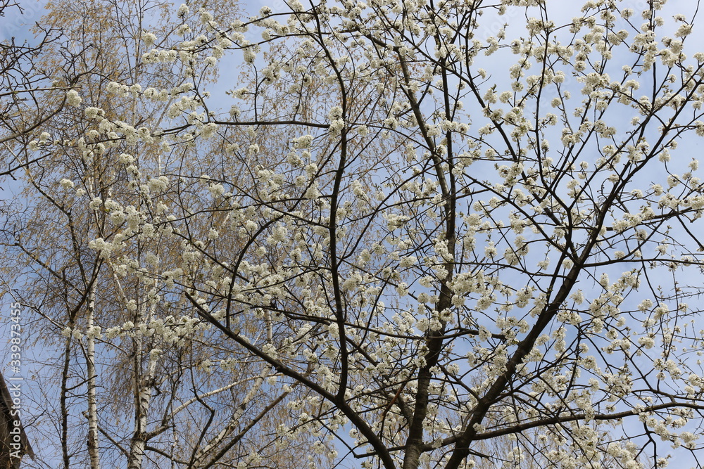 Snow-white flowers bloomed on cherry plum in early spring
Snow-white flowers bloomed on cherry plum in early spring