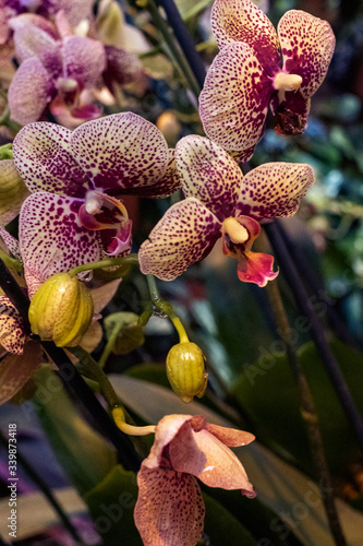 phalaenopsis carmen Orchid. Floral design element for cards, invitations, posters.