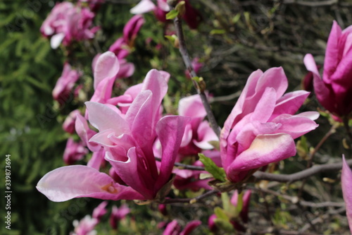 
Bright pink magnolia blossomed in a tree in early spring
