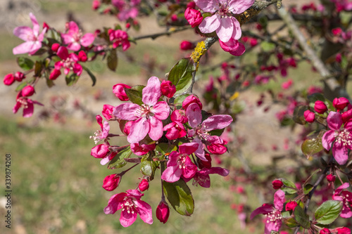 Wallpaper Mural Malus Eleyi Blütenstand Torontodigital.ca