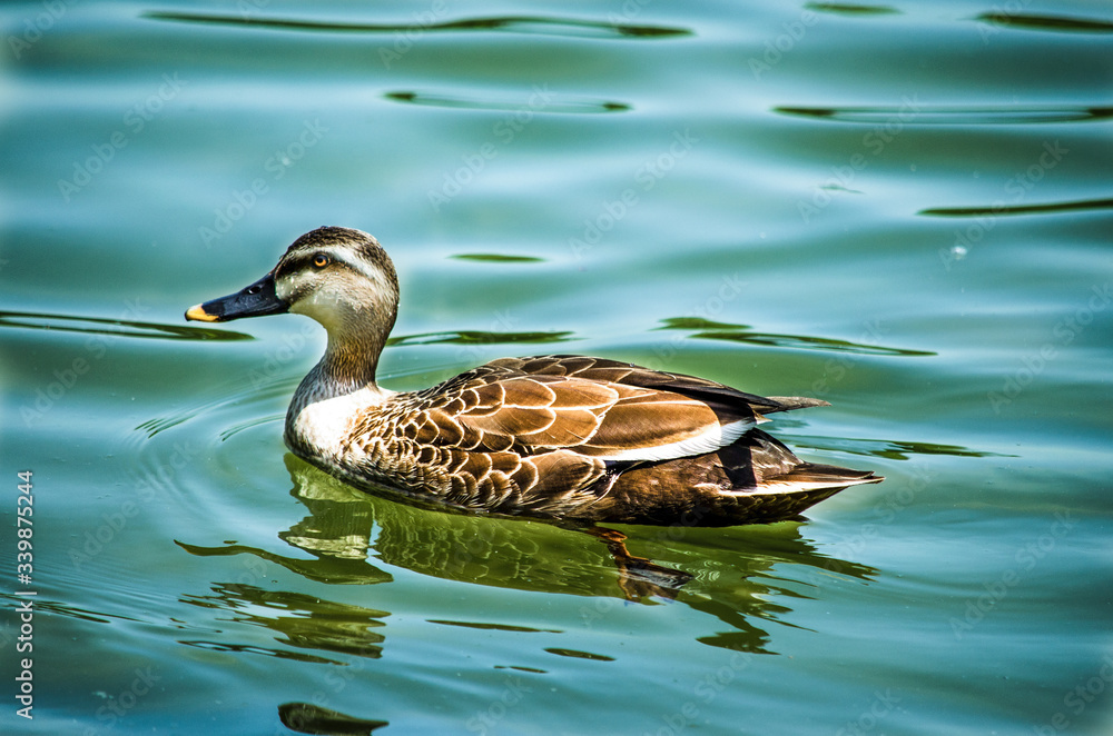 Duck on the water Duck on the water