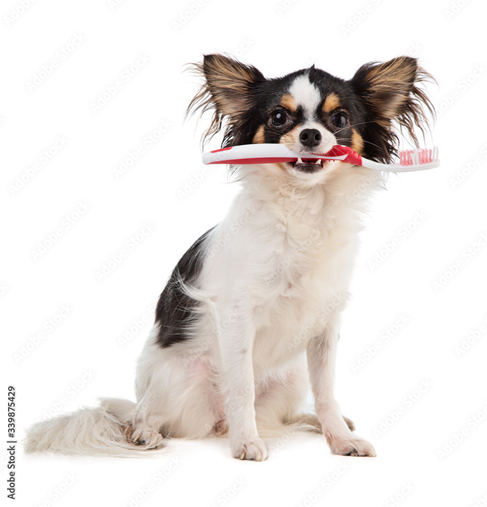 Chihuahua with a toothbrush in the mouth Chihuahua with a toothbrush in the mouth