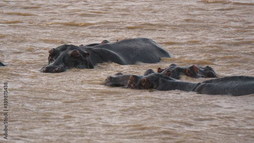 Fototapeta premium hippopotamus in a river in South Africa