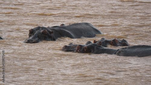 hippopotamus in a river in South Africa